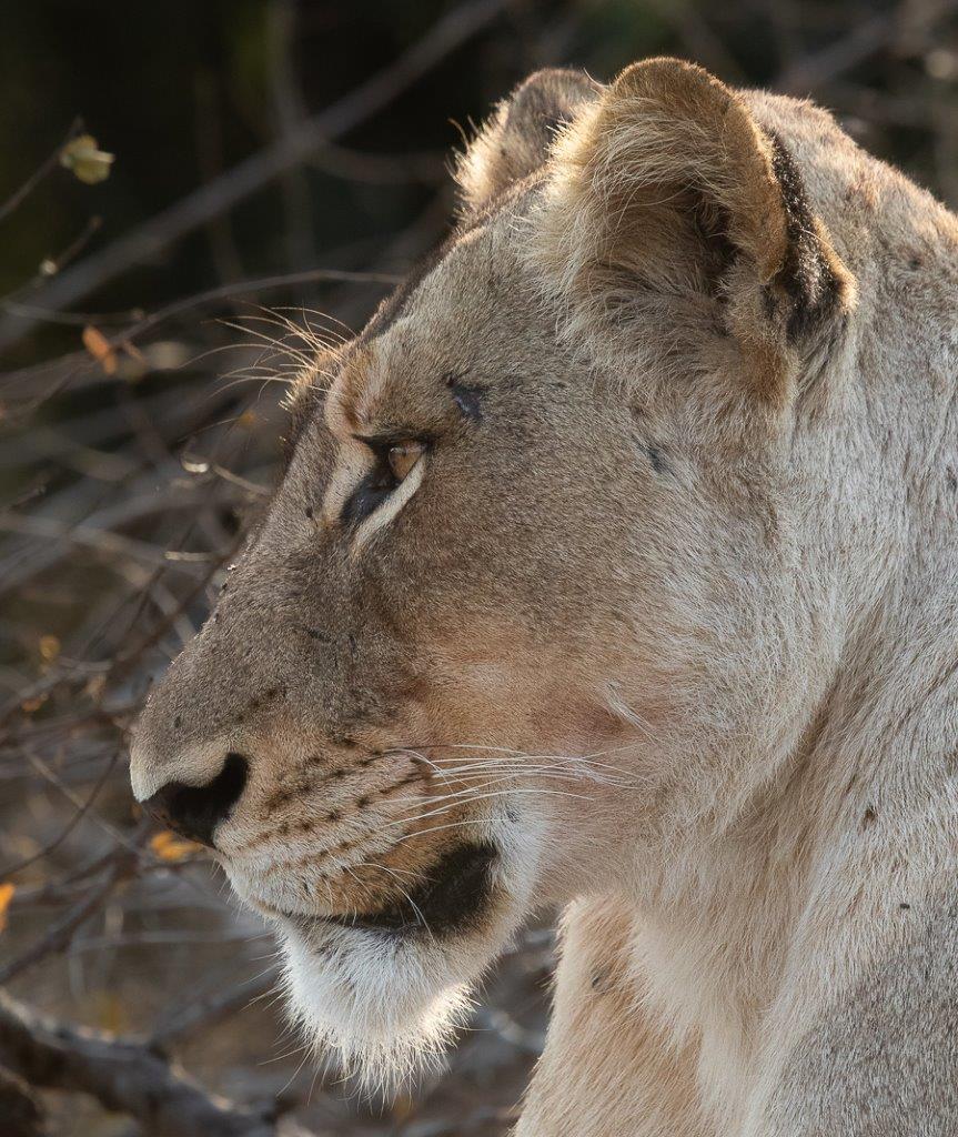 The Talamati Pride has been spending most of their time on the Northern sector of Sabi Sabi. The Talamati Pride has been spending most of their time on the Northern sector of Sabi Sabi.