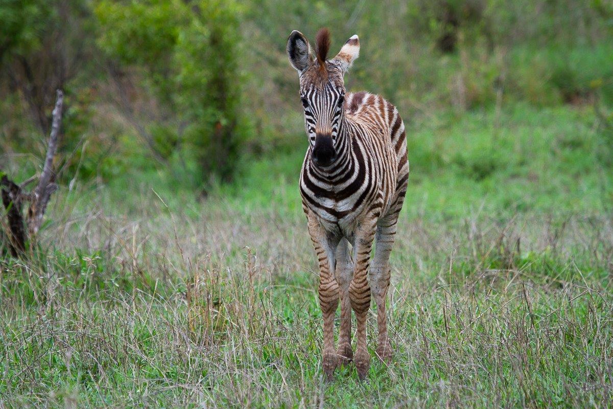 A zebra foal with soft brown markings. This colour will deepen and become darker as it grows older. A zebra foal with soft brown markings. This colour will deepen and become darker as it grows older.