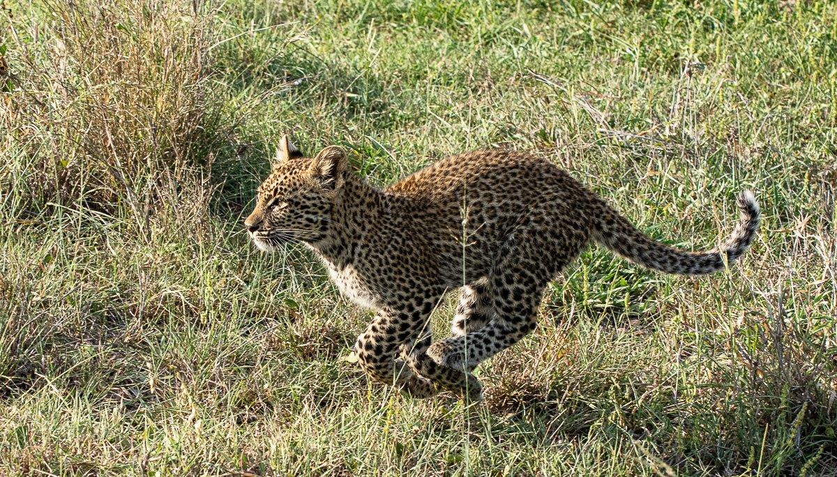 The cubs scattered, running for safety in different directions. The cubs scattered, running for safety in different directions.