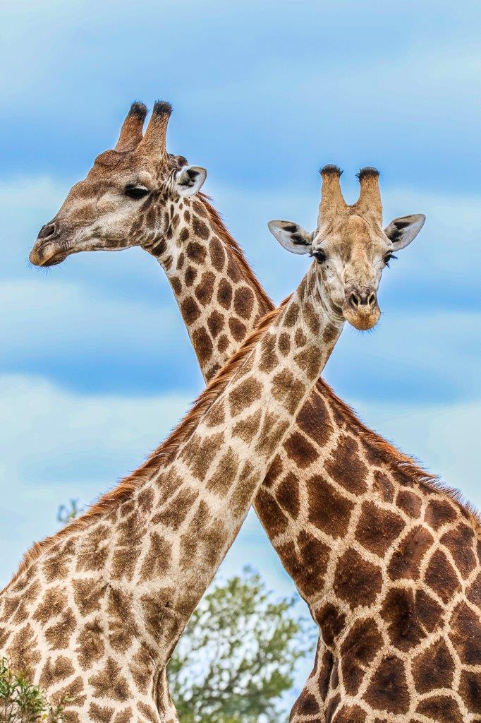 These two giraffes formed the perfect portrait as their long necks cross over each other from our perspective. These two giraffes formed the perfect portrait as their long necks cross over each other from our perspective.
