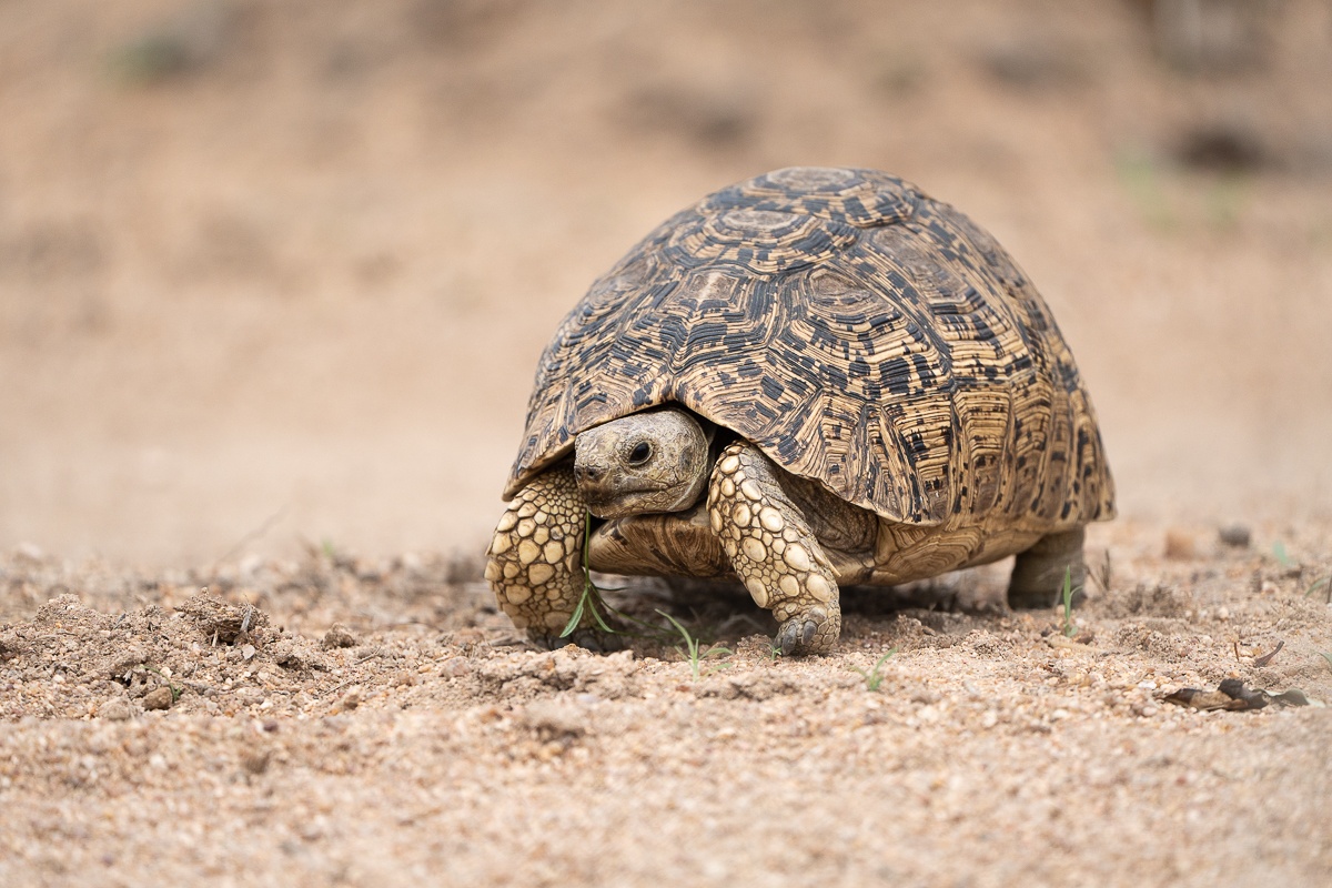 B01 Daniel Greyvenstein   Leopard Tortoise   171023   2