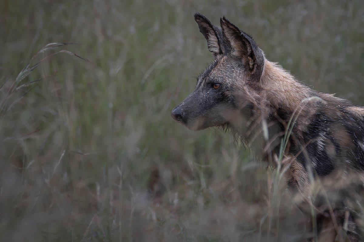 A wild dog stares into the distance. A wild dog stares into the distance.