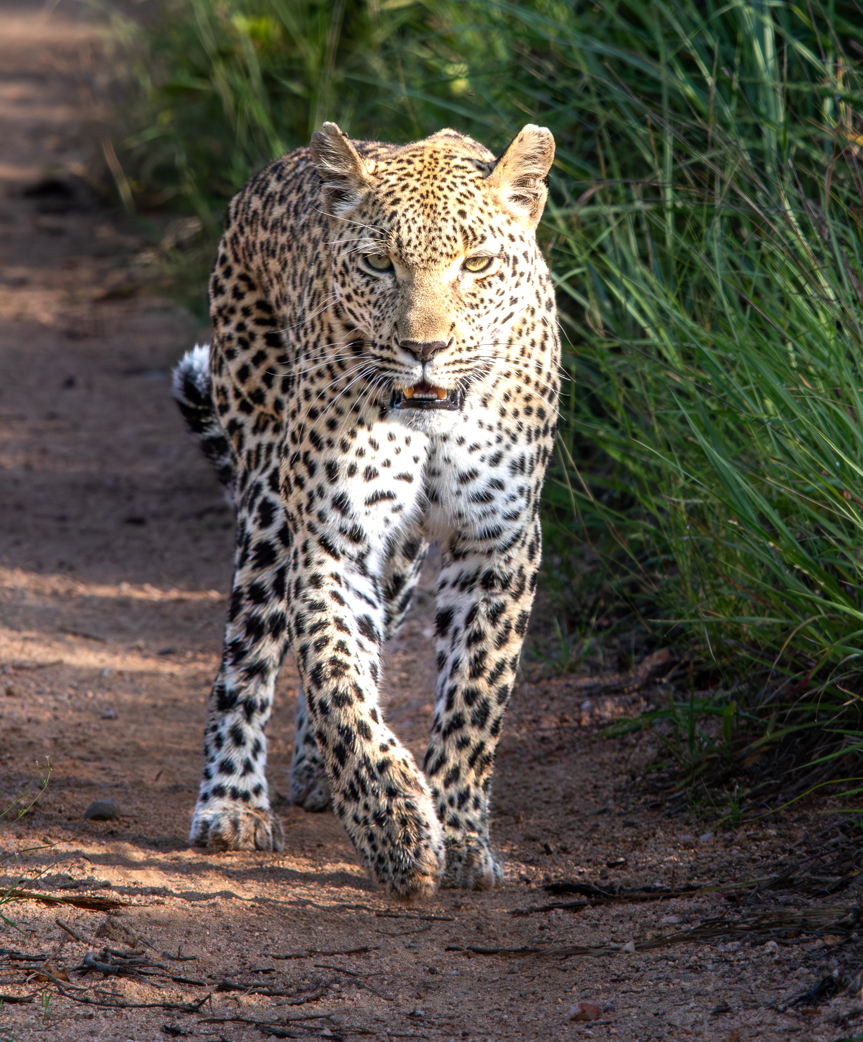 Jason Street Kigelia Sabi Sabi Jason Street Kigelia Sabi Sabi