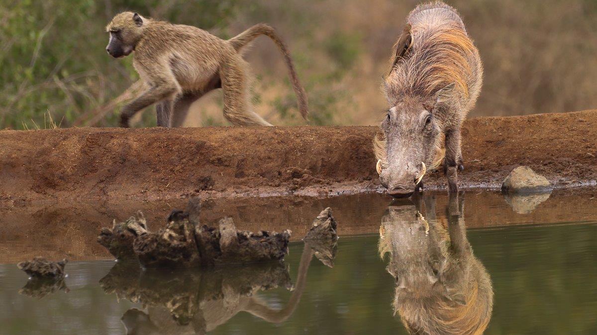A warthog kneeling by a waterhole, drinking alongside other animals like baboons and impalas, in a display of mutual alertness.