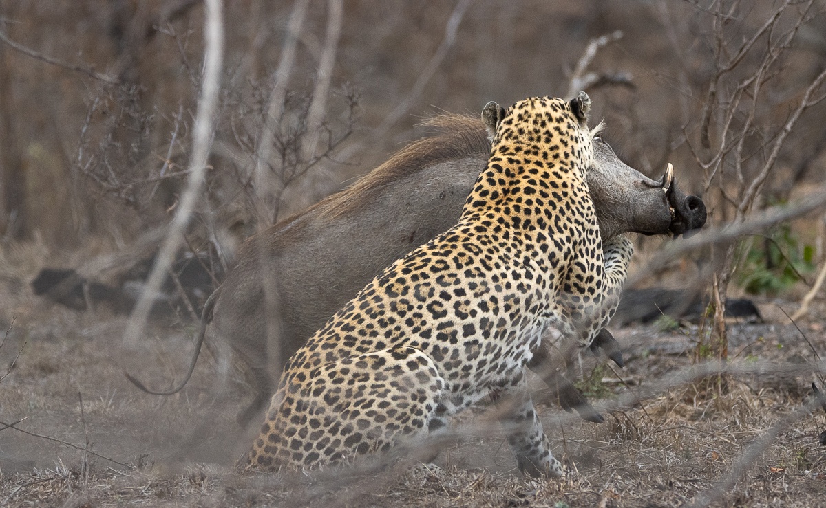 The leopard makes a killing strike as it lunges towards the warthog. The leopard makes a killing strike as it lunges towards the warthog.