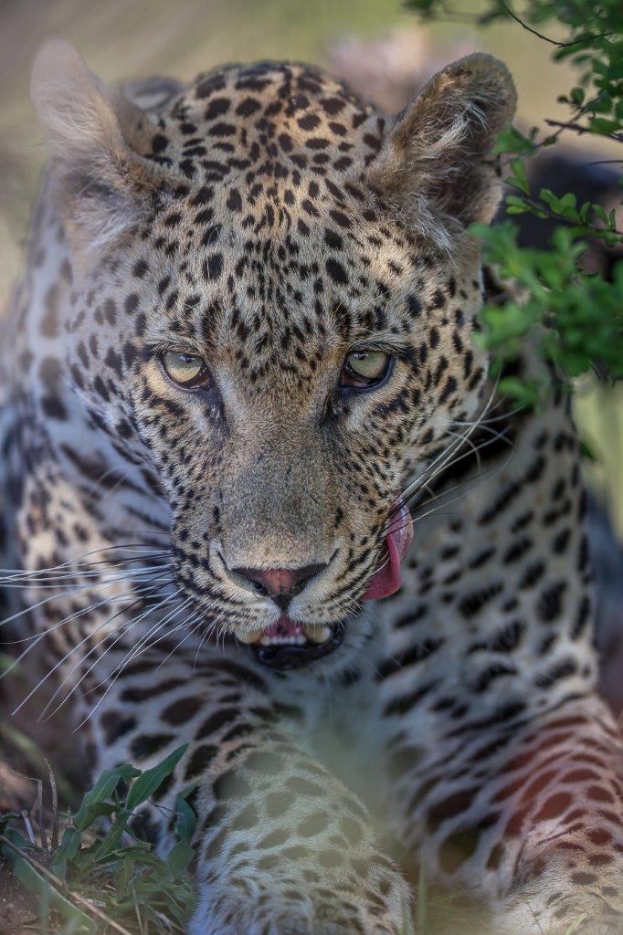 The Nottins male leopard finds a comfortable spot to rest. The Nottins male leopard finds a comfortable spot to rest.