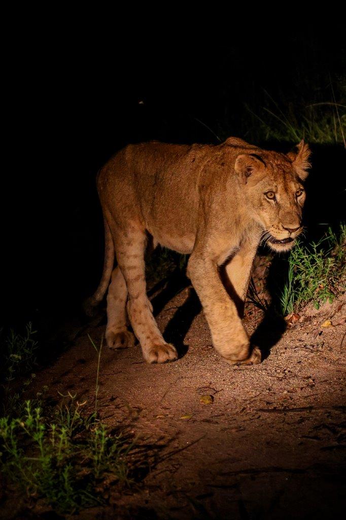 Sabi Sabi Ruan Mey Southern Pride Female