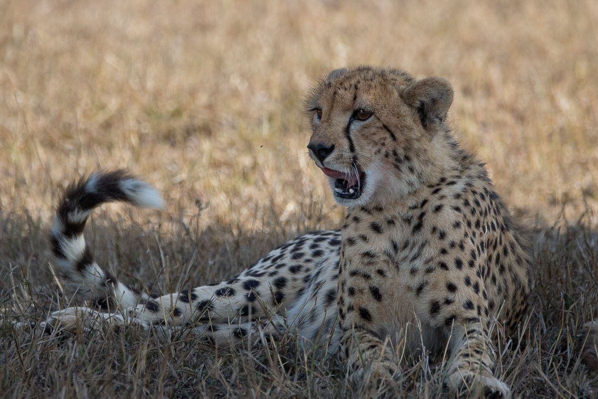 Sabi Sabi Ronald Mutero Cheetah Yawning Sabi Sabi Ronald Mutero Cheetah Yawning