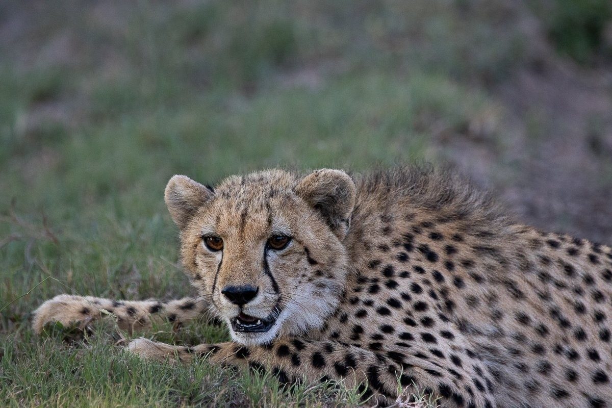 Sabi Sabi Ronald Mutero Cheetah Sabi Sabi Ronald Mutero Cheetah