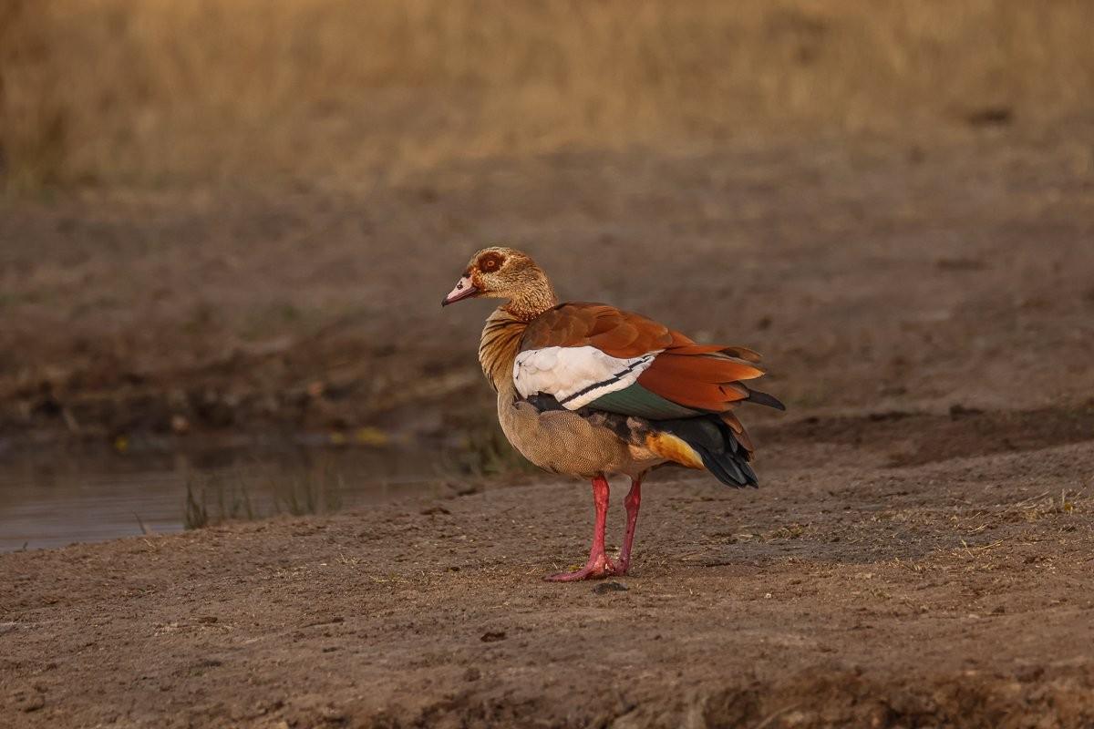 Sabi Sabi Ruan Mey Egyptian Goose Sabi Sabi Ruan Mey Egyptian Goose