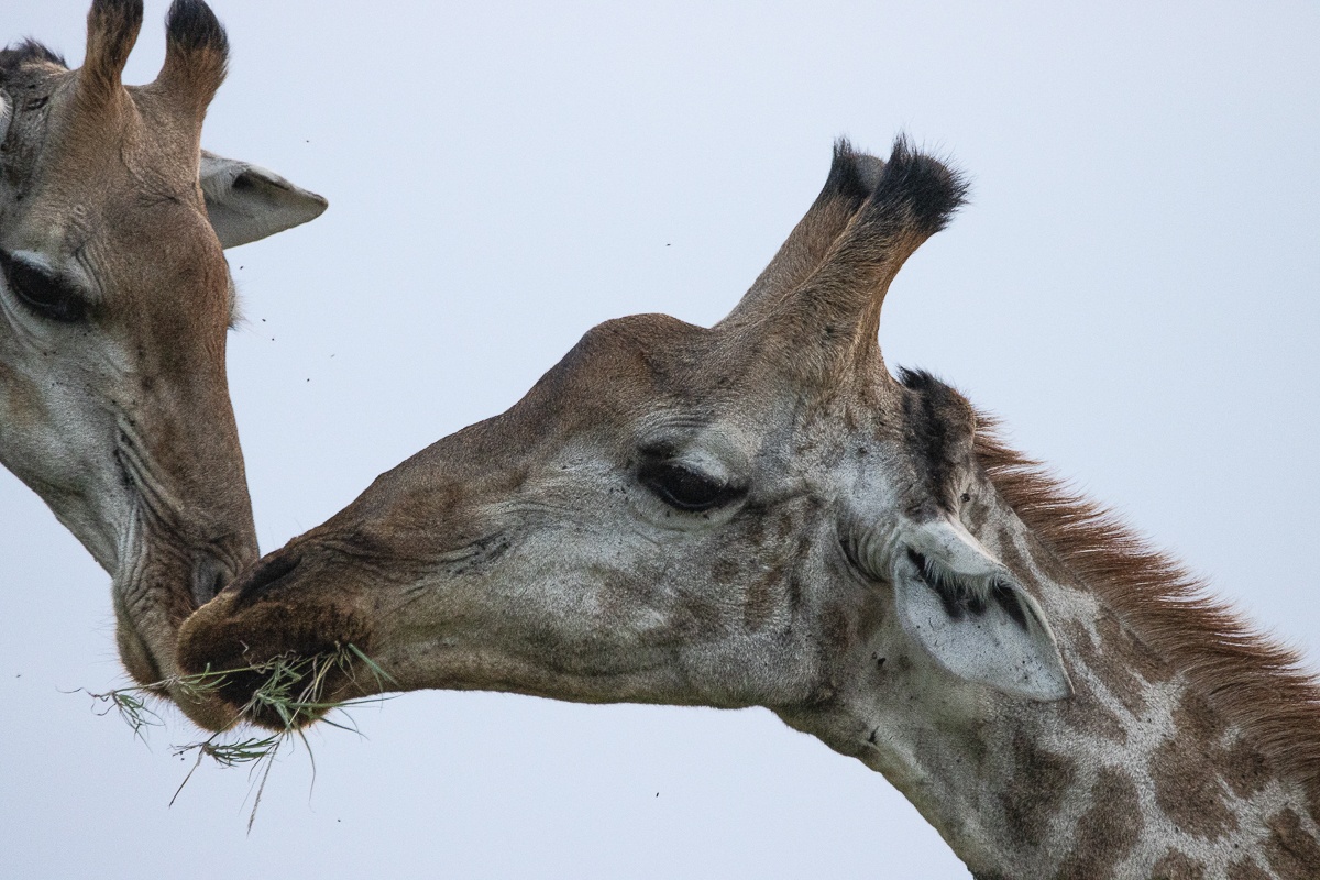 Giraffes are the tallest land animals on Earth Giraffes are the tallest land animals on Earth