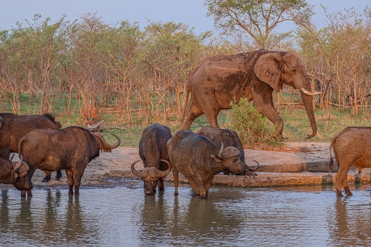 Sabi Sabi Ruan Mey Buffalo Waterhole Sabi Sabi Ruan Mey Buffalo Waterhole