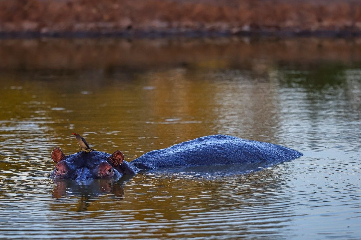 Sabi Sabi Ruan Mey Hippo