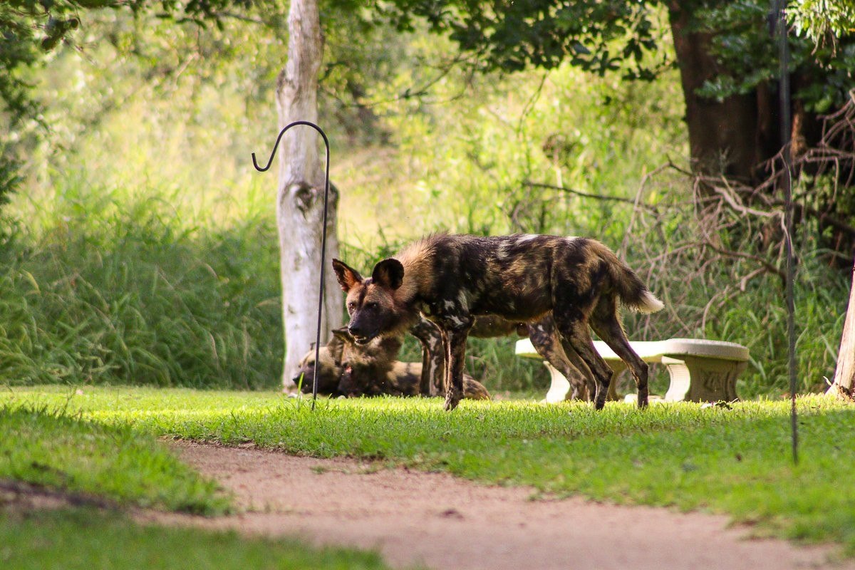 Guests and staff gathered quietly in the main lodge area, watching in awe