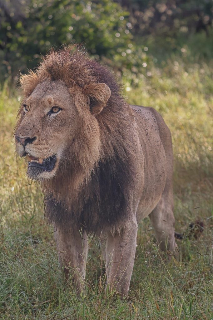 Male lion standing alert and scanning surroundings.