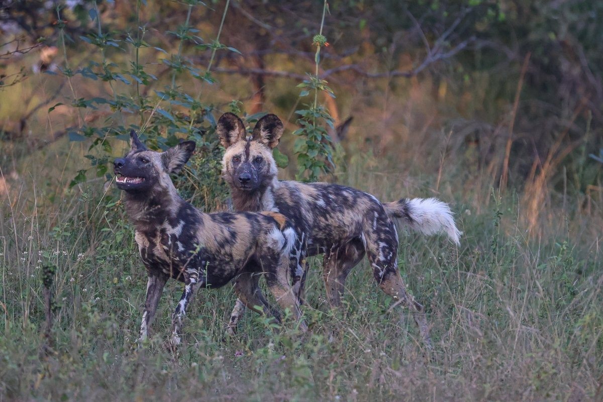 Sabi Sabi Ruan Mey African Wild Dogs Pack
