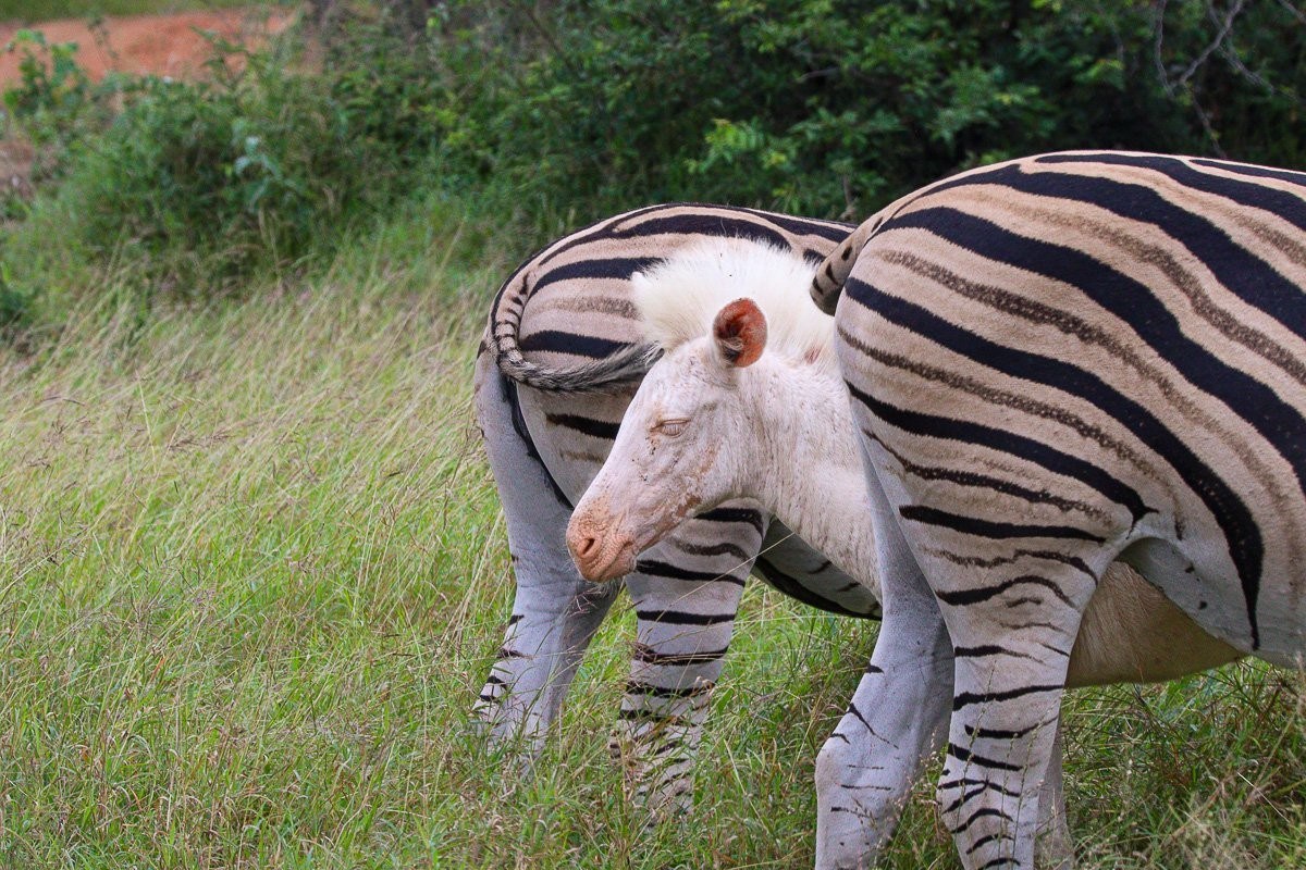 Rare white zebra standing out among striped herd.