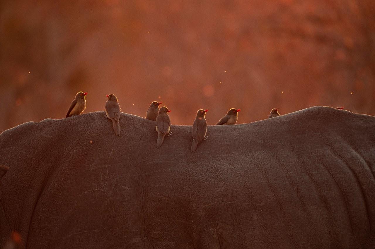 Oxpeckers feeding on parasites on a rhino’s back.