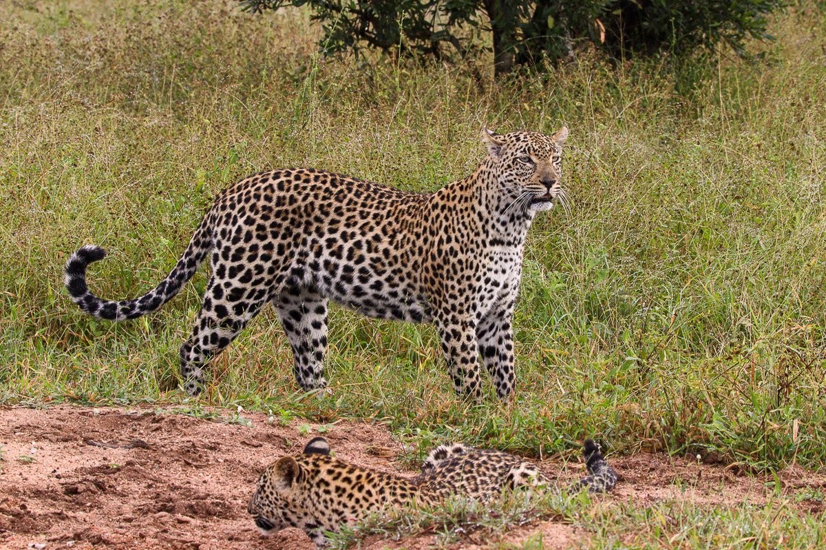 Leopard cub retreating toward cover after spotting a nearby hyena