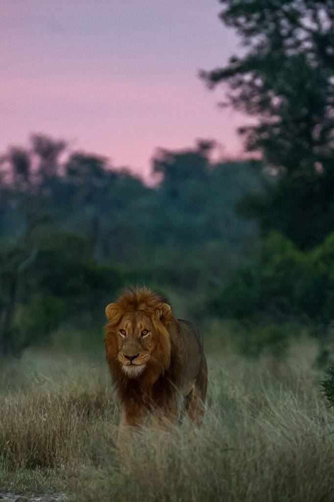 Lions retreating into dense bush after unsuccessful buffalo hunt