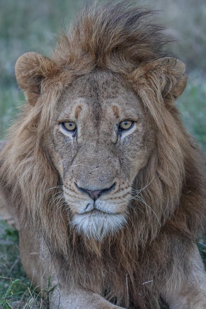 Close-up portrait of a N’waswishaka male lion during evening safari