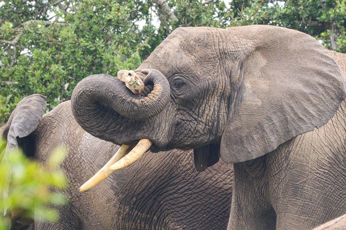 Elephant carrying an old bone in its trunk while walking across the plains.
