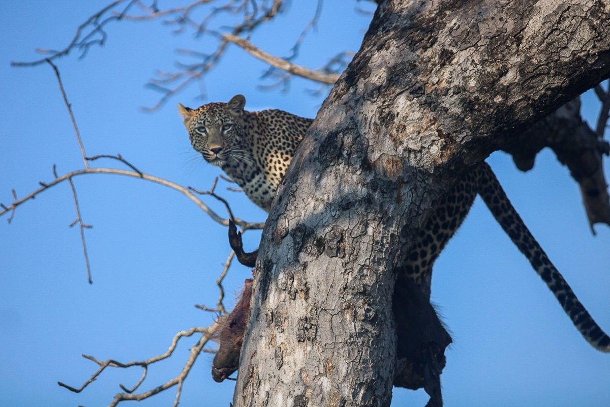 Kurhula female leopard moving her warthog kill to a safer location.