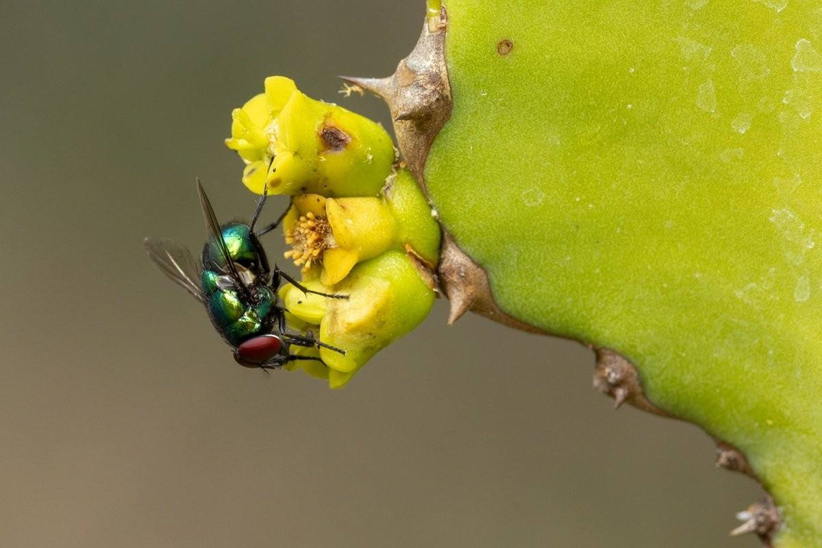 Close-up of a fly visiting Bushveld Candelabra flowers for nectar.