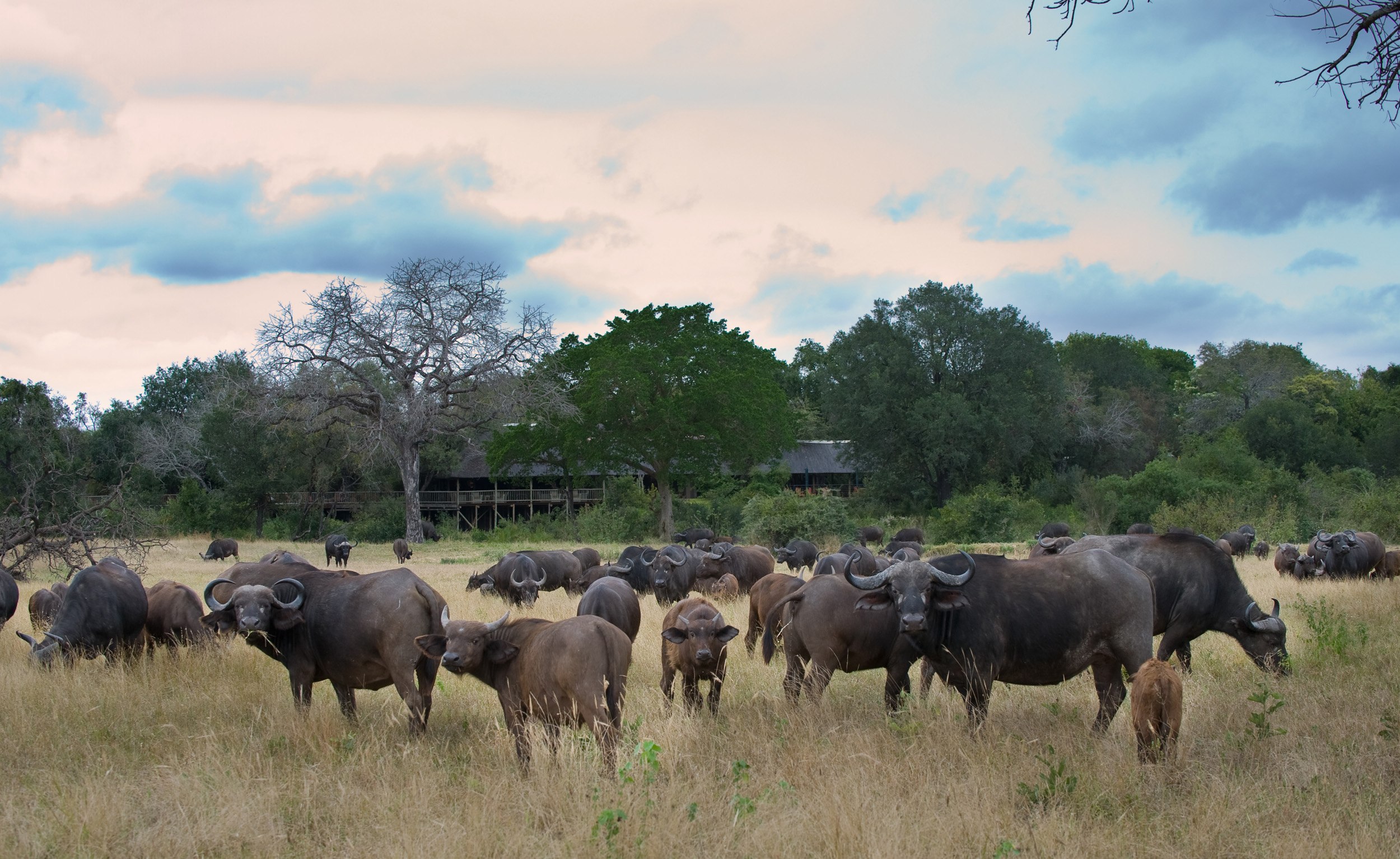 A herd of buffalo grazing around a lodge area