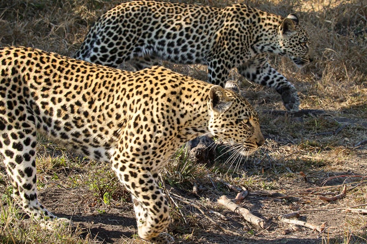 Tengile female leopard with her cub in the Sabi Sabi wilderness