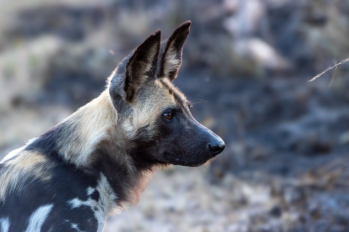 Sabi Sabi Ronald Mutero Wild Dog Pack Surrounded By Hyenas