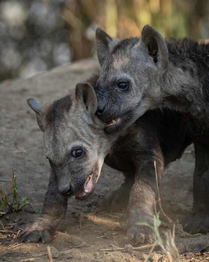 Sabi Sabi Benjamin Loon Young Hyena Cubs Playing With Sticks Sabi Sabi