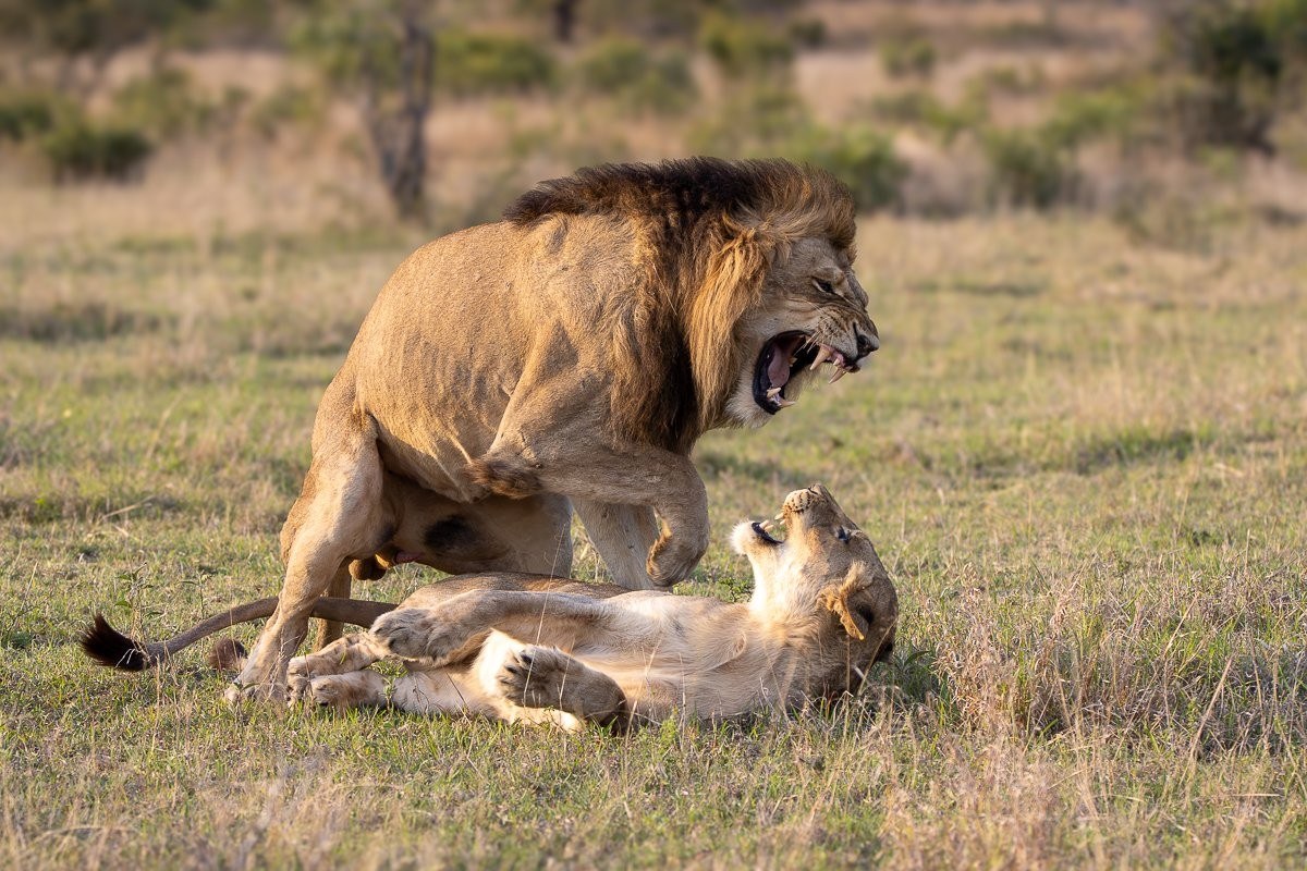Sabi Sabi Ronald Mutero Nwaswishaka Male And Msuthlu Female Lion Mating Sabi Sabi
