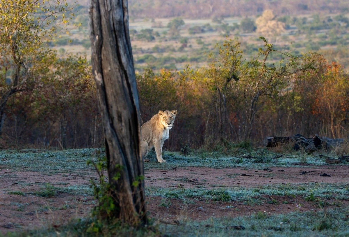 N’waswishaka male lions alongside Msuthlu in the bushveld.