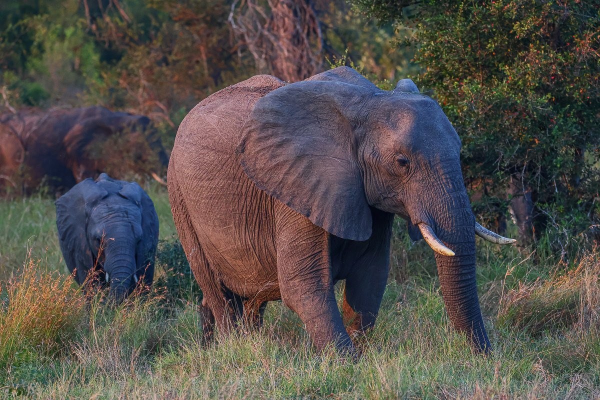 Herd of elephants making its way towards a waterhole in the late afternoon.