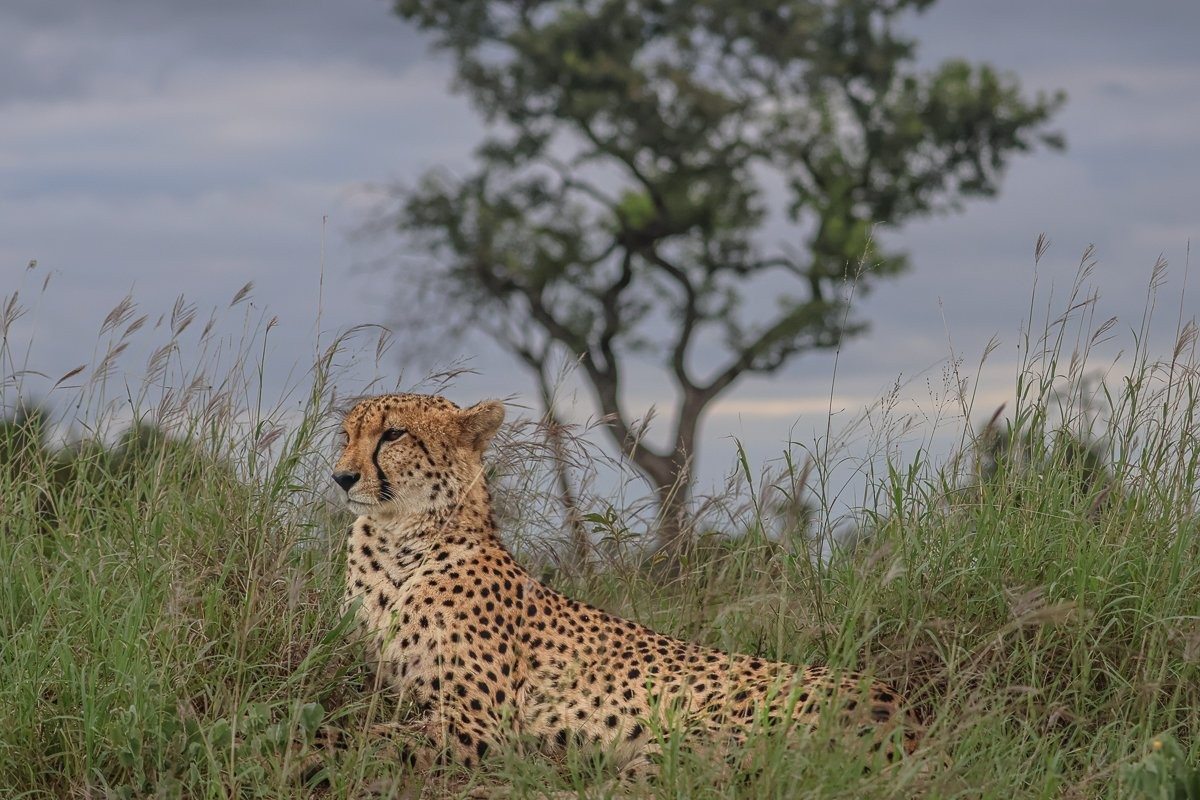 Cheetah resting in the bushveld in its natural habitat.
