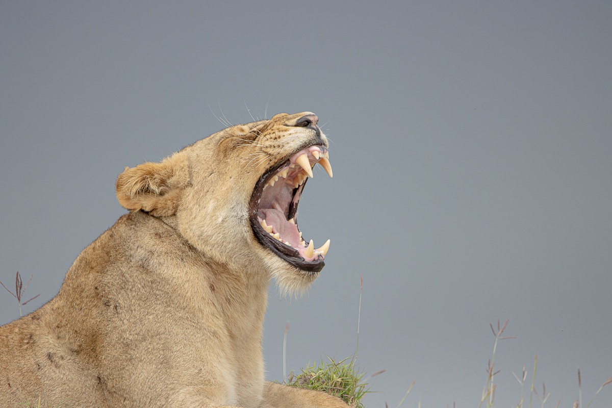 A yawning lioness revealing her sharp canine teeth