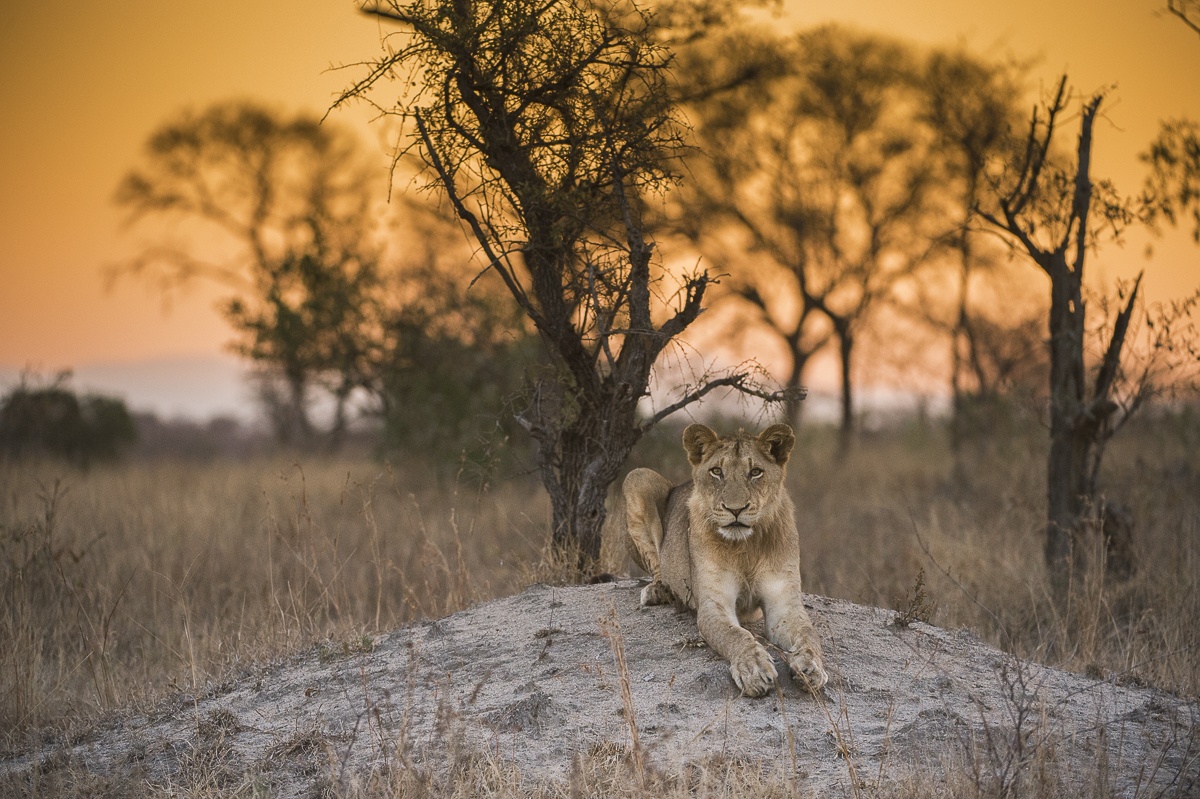 Lion. 244 Lion. 244