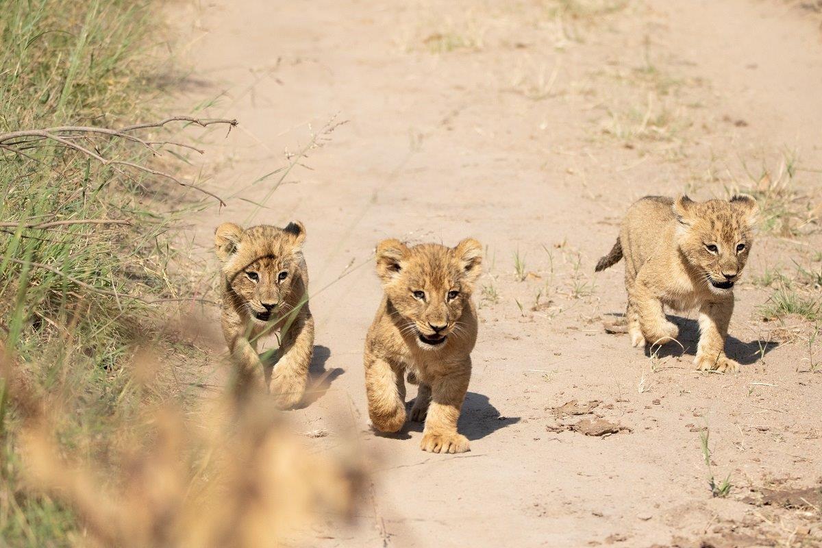 B09andries Lions.spcubs 180423 9.tr11 B09andries Lions.spcubs 180423 9.tr11