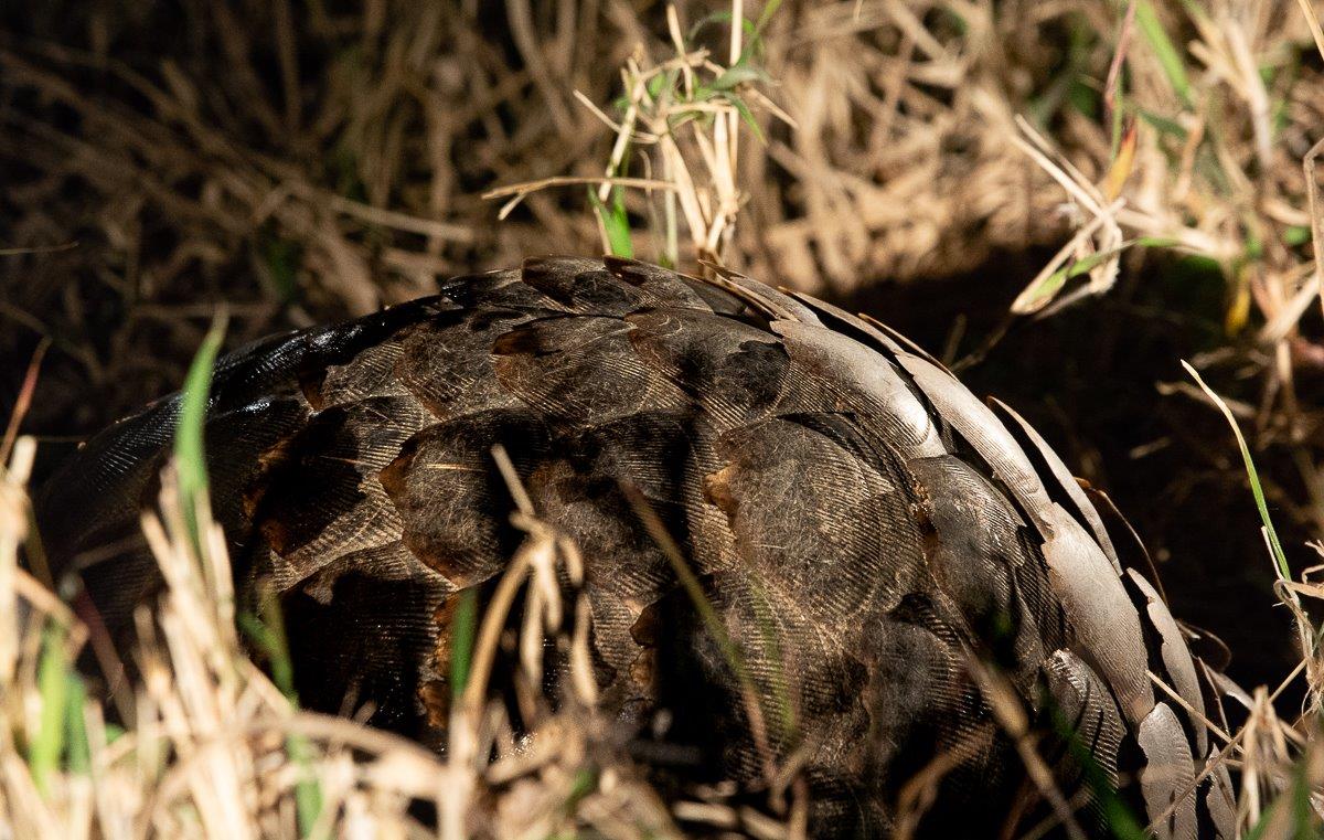 A pangolin is the only mammal with scales. 