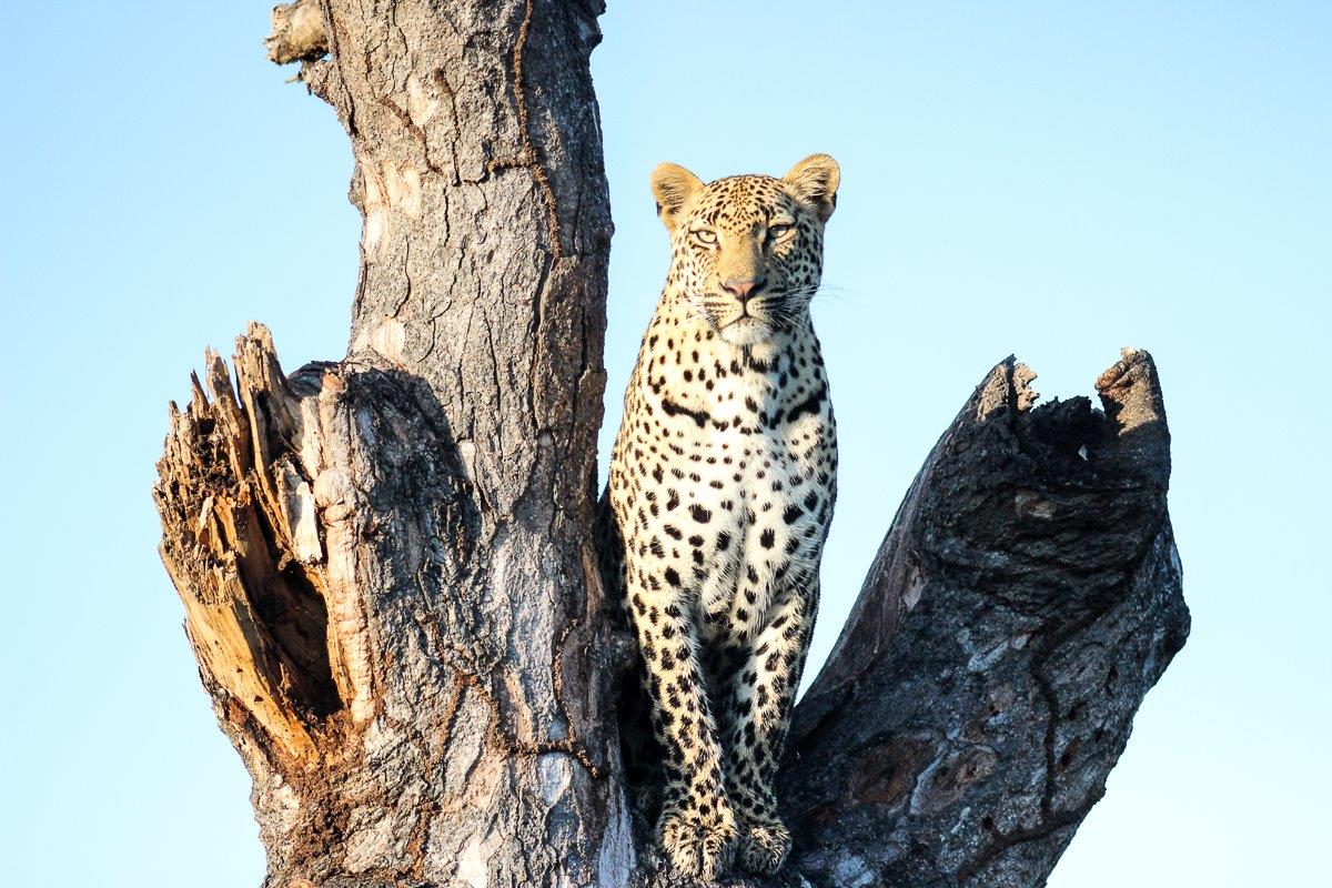 Leopards possess unbelievable agility, it is no surprise to find leopards in trees. Leopards possess unbelievable agility, it is no surprise to find leopards in trees.