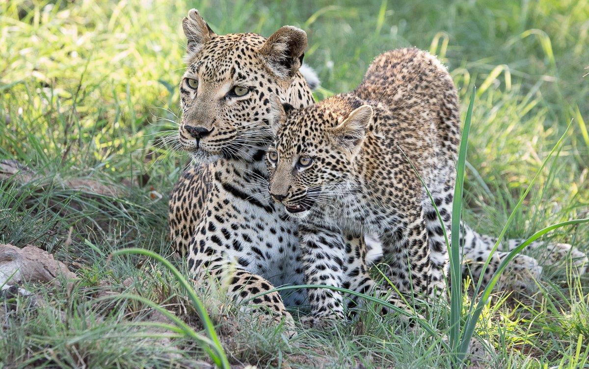 Ntsumi and her cub relax after the commotion. Ntsumi and her cub relax after the commotion.