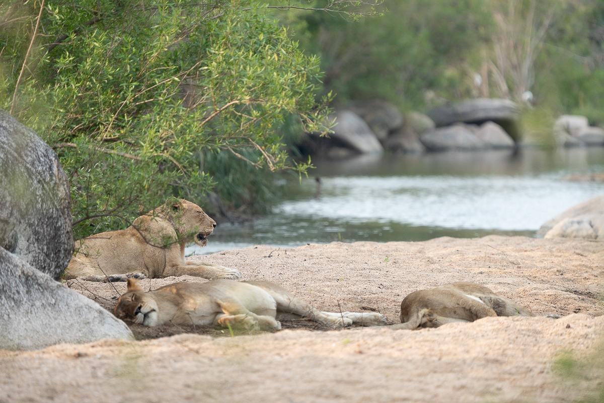 Three lionesses lie in the shade on the banks of a river. Three lionesses lie in the shade on the banks of a river.