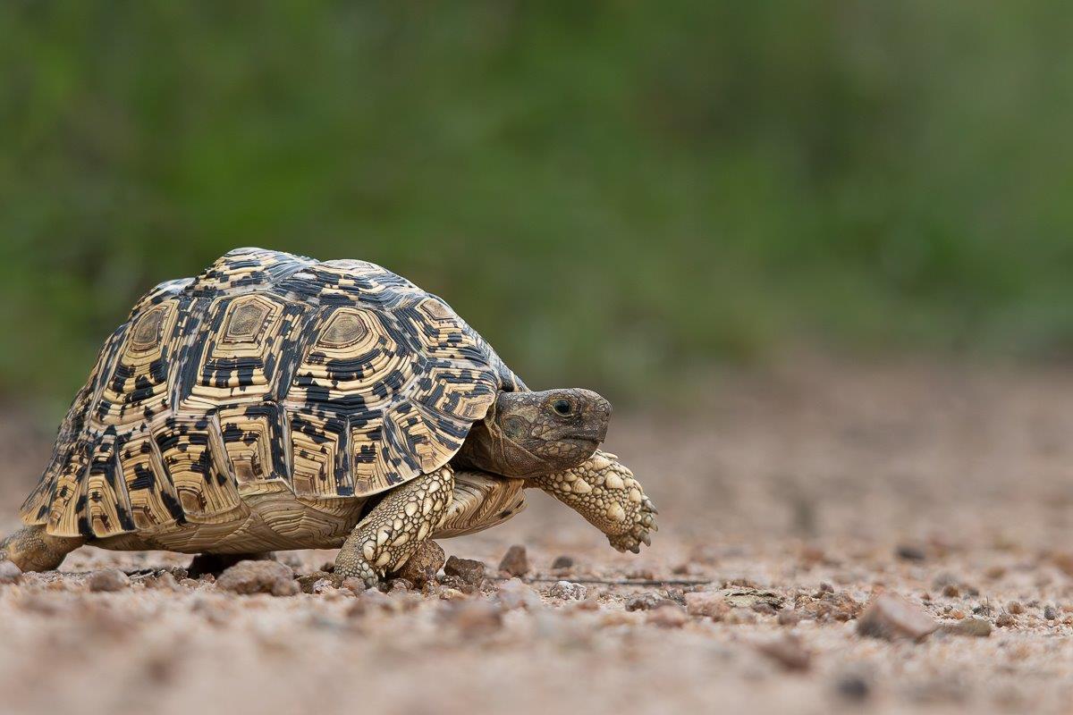 A Leopard tortoise. 