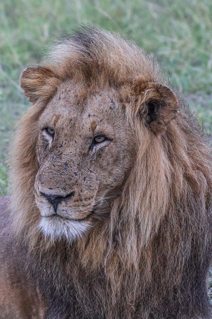 Ruan Mey Kambula Male Lion Ruan Mey Kambula Male Lion