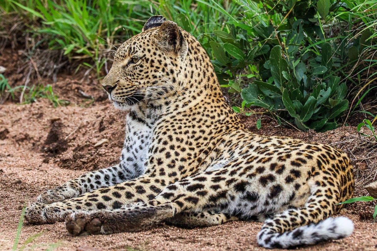 Kigelia remains one of the more experienced, older female leopards of Sabi Sabi. Kigelia remains one of the more experienced, older female leopards of Sabi Sabi.