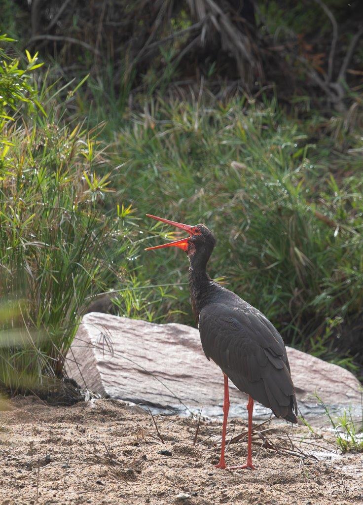 A Black Stork. A Black Stork.