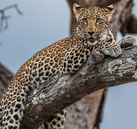 Ntsumi youngster resting on fallen tree Ntsumi youngster resting on fallen tree