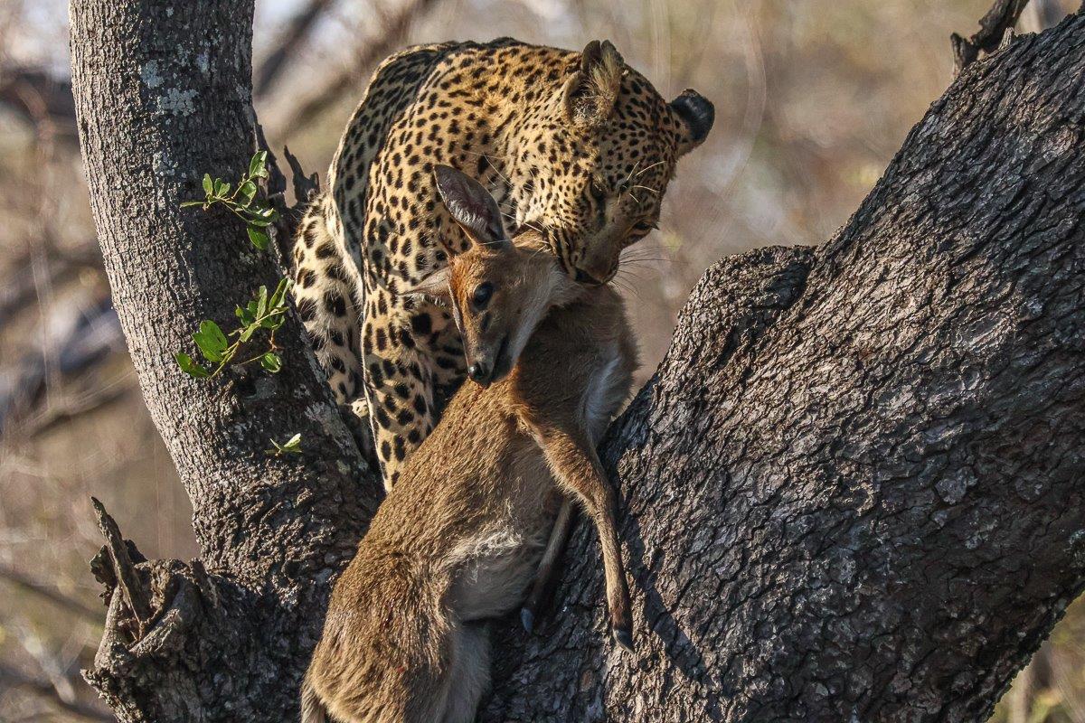She had made a duiker kill She had made a duiker kill