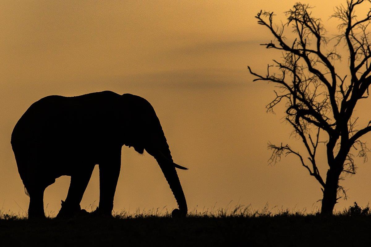 Silhouette of an elephant at sunset. Silhouette of an elephant at sunset.